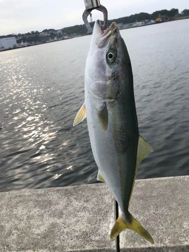 イナダの釣果