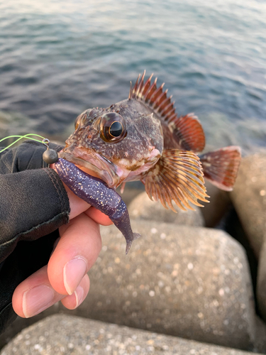 ガシラの釣果