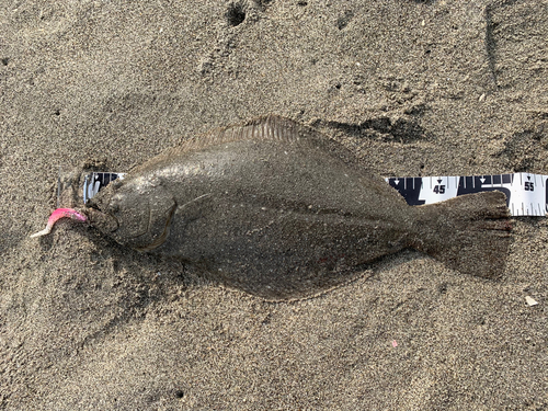 ヒラメの釣果