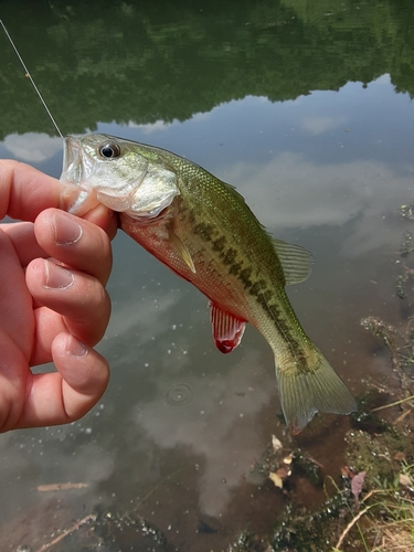 釣果