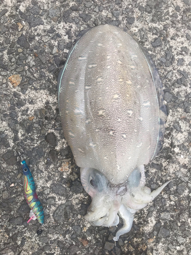 モンゴウイカの釣果