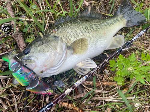 ブラックバスの釣果