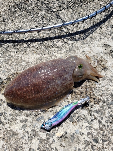 コウイカの釣果