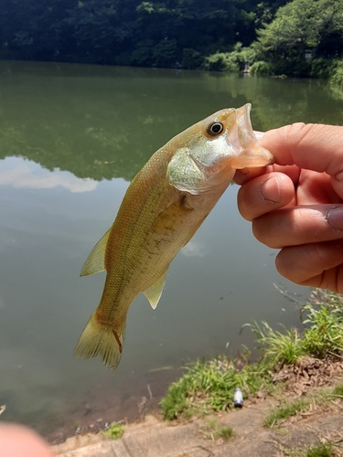 釣果