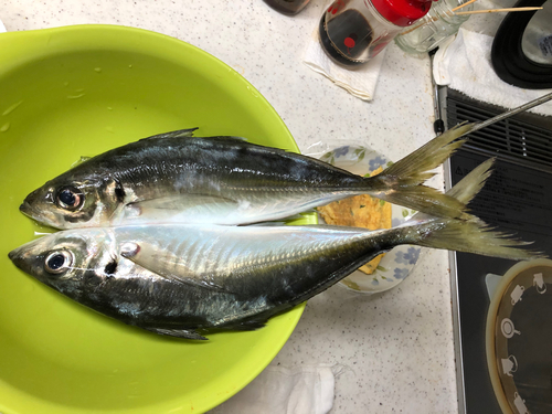 アジの釣果