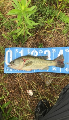 ブラックバスの釣果