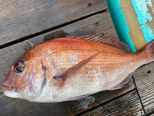 マダイの釣果