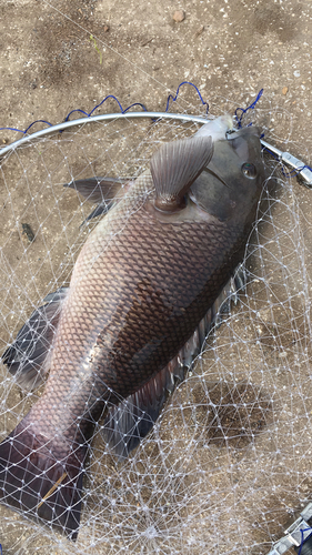 コブダイの釣果