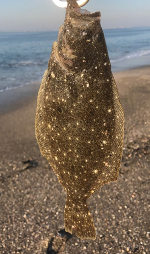 ソゲの釣果