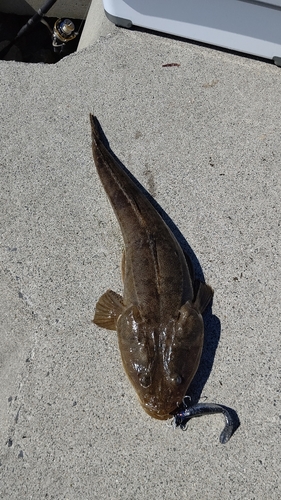 マゴチの釣果