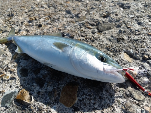 イナダの釣果