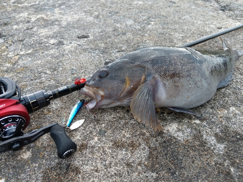 アイナメの釣果