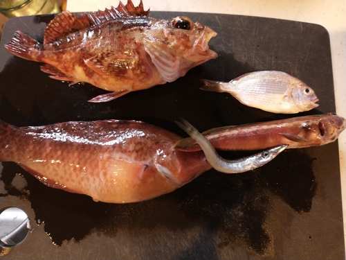 カサゴの釣果