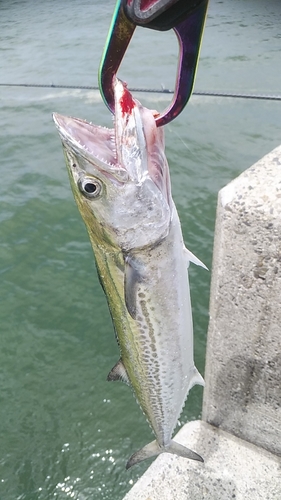 サゴシの釣果