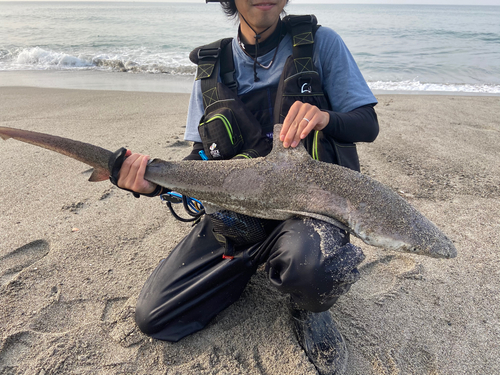 ドチザメの釣果