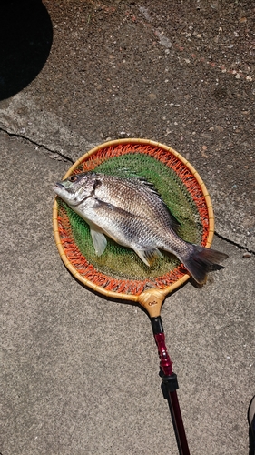 キチヌの釣果