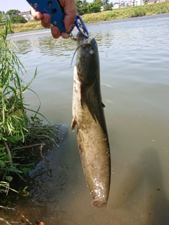 ナマズの釣果