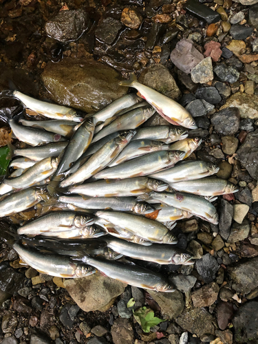 アユの釣果