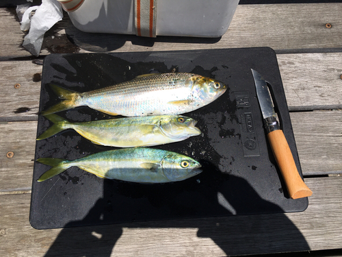 ワカシの釣果