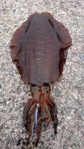 アオリイカの釣果