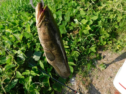 ライギョの釣果