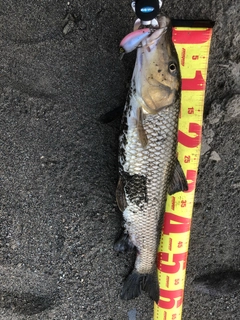 ニゴイの釣果