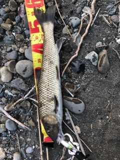 ニゴイの釣果