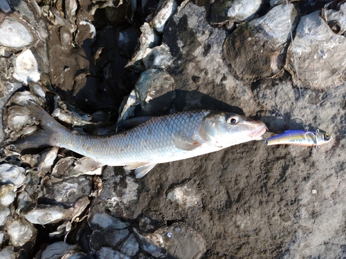 ニゴイの釣果