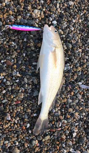 イシモチの釣果