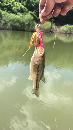 ブラックバスの釣果