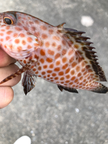 オオモンハタの釣果