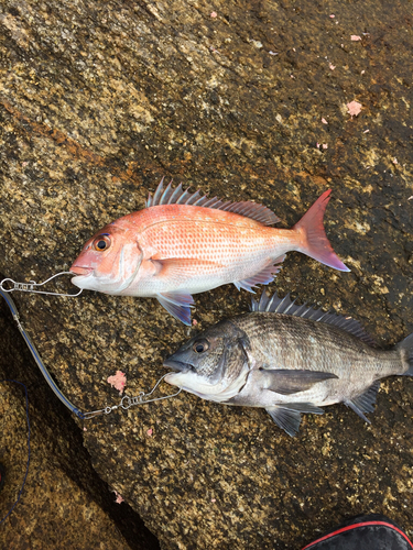 マダイの釣果