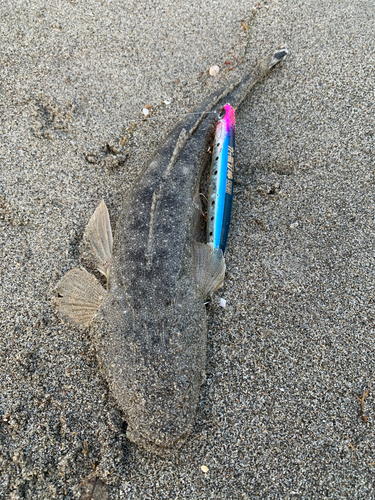 マゴチの釣果