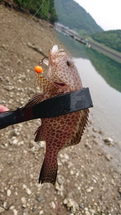 オオモンハタの釣果