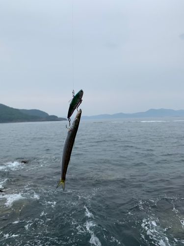 カマスの釣果