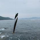 カマス