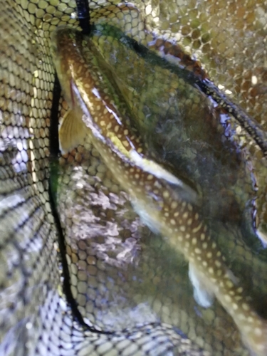 イワナの釣果