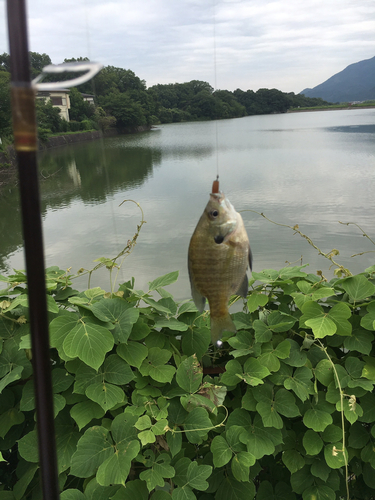 ブルーギルの釣果