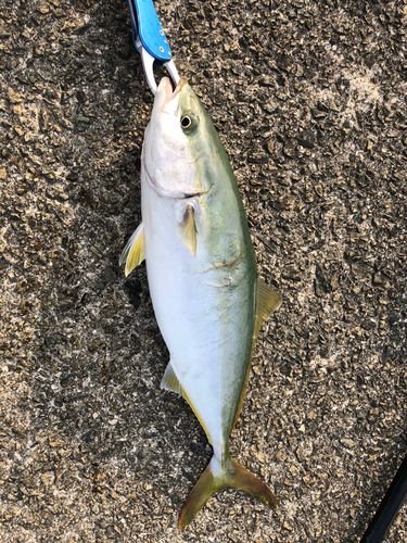 ハマチの釣果