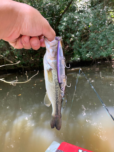 ラージマウスバスの釣果