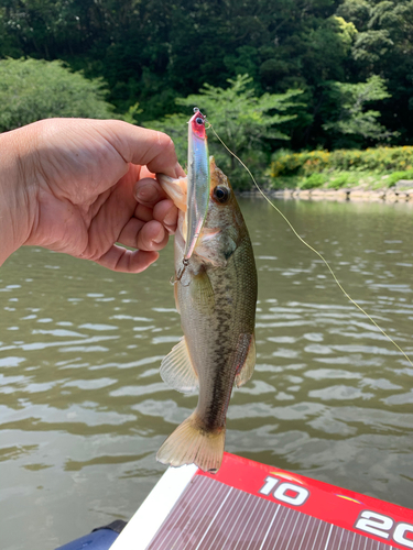 ラージマウスバスの釣果