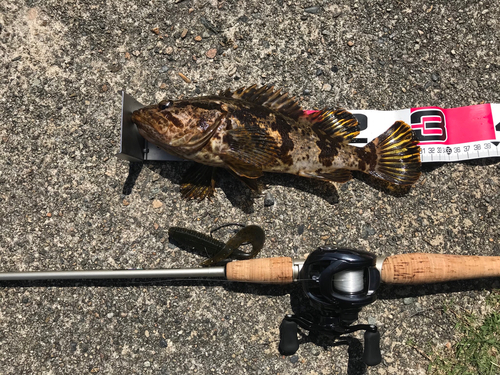 タケノコメバルの釣果