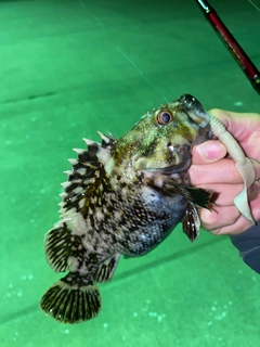 ムラソイの釣果