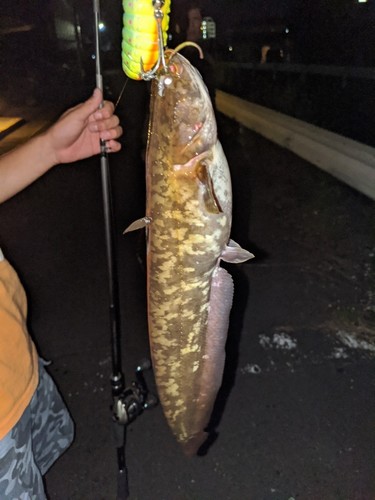 ナマズの釣果