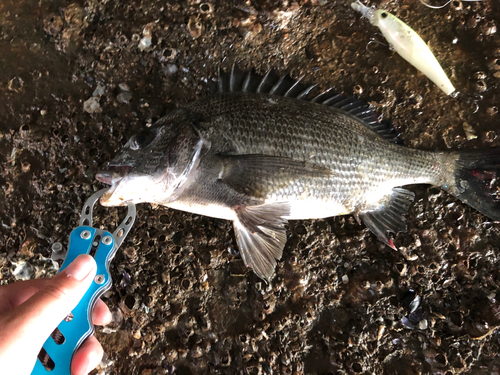 チヌの釣果