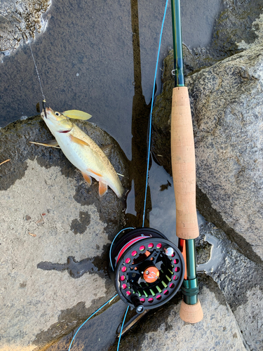 ウグイの釣果