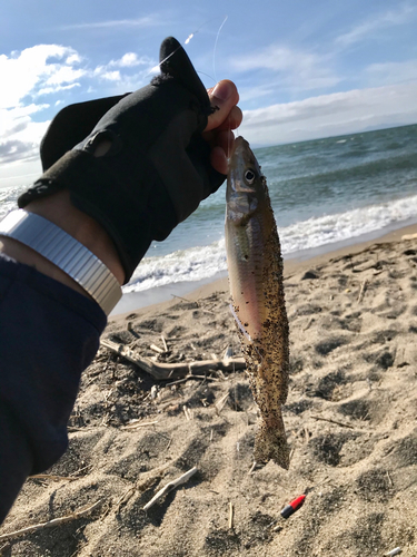 キスの釣果