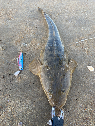 マゴチの釣果