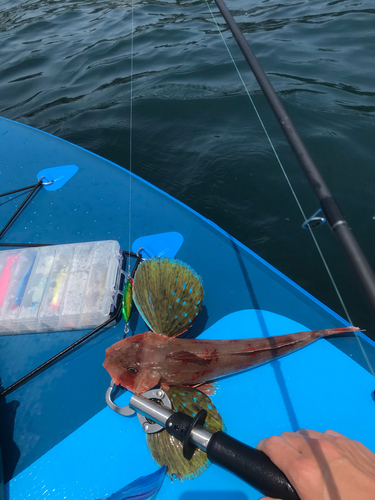 ホウボウの釣果