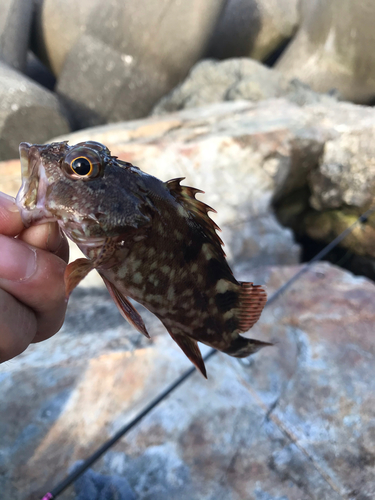 カサゴの釣果